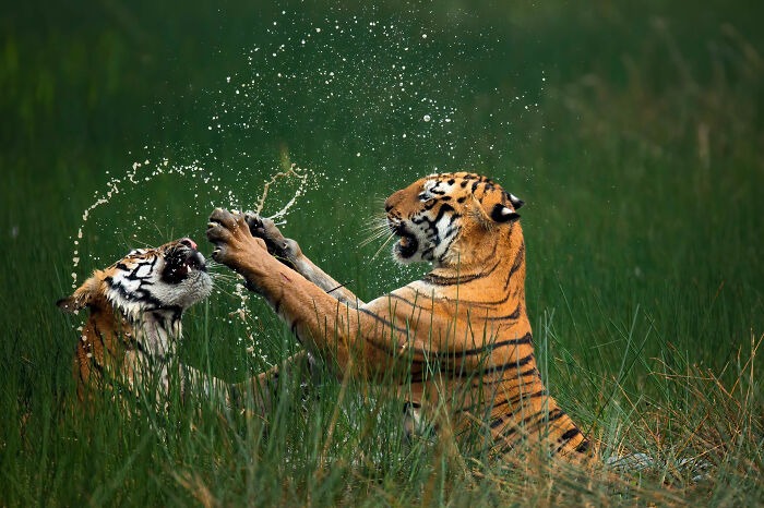 Bengal Tigers. Photo credit: Mangesh Ratnakar Desai | image tagged in awesome,pics,photography | made w/ Imgflip meme maker