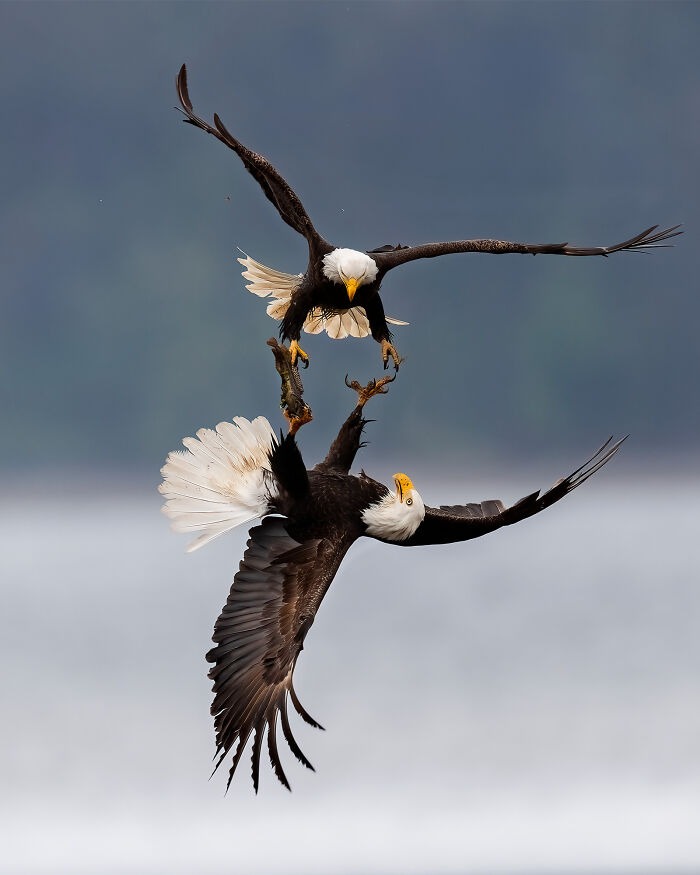 Bald Eagle Fight. Photo credit: Michael Despines | image tagged in awesome,pics,photography | made w/ Imgflip meme maker