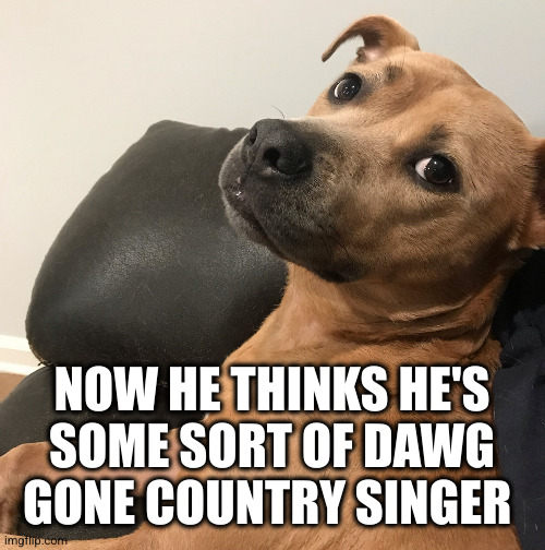 Expressive Dog | NOW HE THINKS HE'S SOME SORT OF DAWG GONE COUNTRY SINGER | image tagged in expressive dog | made w/ Imgflip meme maker