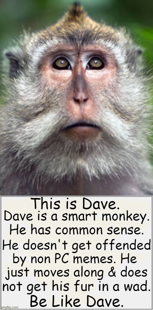 Dave is cool & doesn't let politcal correctness issues trigger him. | This is Dave. Dave is a smart monkey.
He has common sense. He doesn't get offended
by non PC memes. He 
just moves along & does; not get his fur in a wad. Be Like Dave. | image tagged in make dave your role model,be like,political correctness,monkey,relatable memes,political humor | made w/ Imgflip meme maker