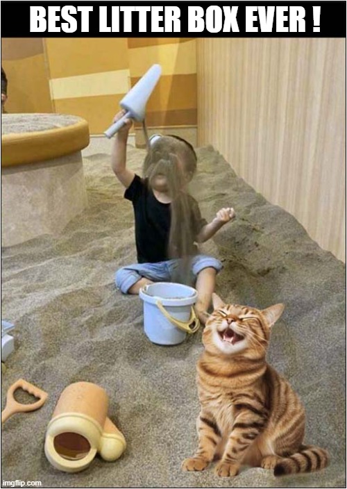 As Happy As A Cat In A Giant Indoor Sand Pit ! | BEST LITTER BOX EVER ! | image tagged in cats,sand,litter box | made w/ Imgflip meme maker