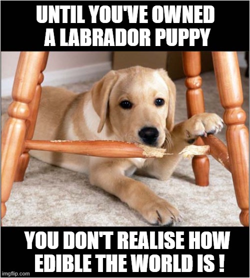 Puppy Destruction ! | UNTIL YOU'VE OWNED
 A LABRADOR PUPPY; YOU DON'T REALISE HOW
 EDIBLE THE WORLD IS ! | image tagged in dogs,labrador,puppy,destruction | made w/ Imgflip meme maker