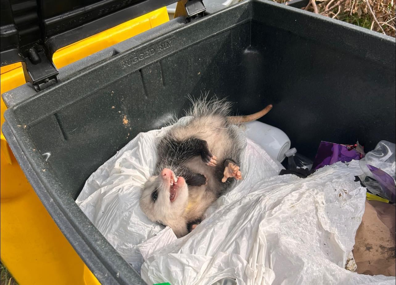 High Quality Possum dumpster Blank Meme Template