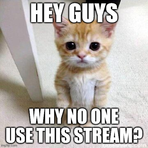 HEY GUYS; WHY NO ONE USE THIS STREAM? | image tagged in cat,cats,el gato | made w/ Imgflip meme maker