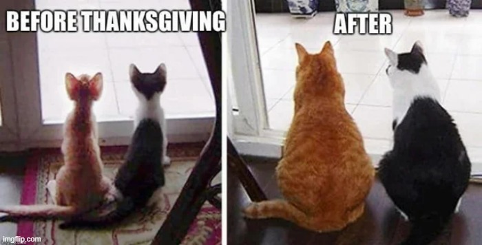 memes by Brad - 2 cats before and after Thanksgiving - humor | image tagged in funny,cats,kittens,thanksgiving,humor,funny cat memes | made w/ Imgflip meme maker