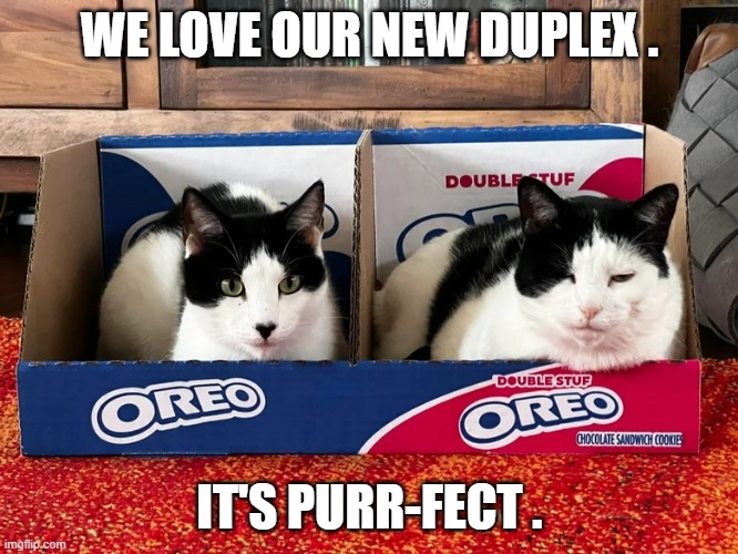 memes by Brad - My cats got a new duplex box & they love it. | WE LOVE OUR NEW DUPLEX . IT'S PURR-FECT . | image tagged in cats,funny,kittens,thanksgiving,humor,box | made w/ Imgflip meme maker