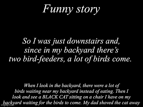 Funny fact: that cat did not want to walk away until my dad shoved him out | Funny story; So I was just downstairs and, since in my backyard there’s two bird-feeders, a lot of birds come. When I look in the backyard, there were a lot of birds waiting near my backyard instead of eating. Then I look and see a BLACK CAT sitting on a chair I have on my backyard waiting for the birds to come. My dad shoved the cat away | image tagged in funny story,stories | made w/ Imgflip meme maker