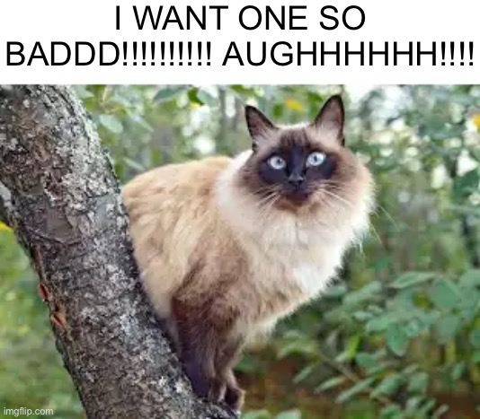 Me:let’s get a cat. My allergies: NUH UH!!!!!!!!!! | I WANT ONE SO BADDD!!!!!!!!!! AUGHHHHHH!!!! | made w/ Imgflip meme maker