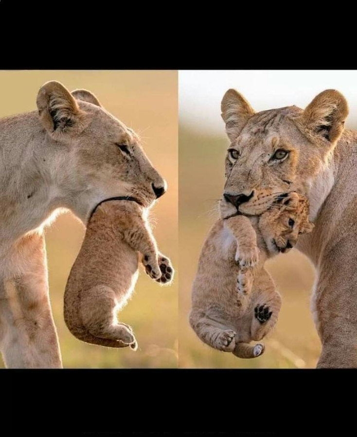 Lions head in mouth Blank Meme Template