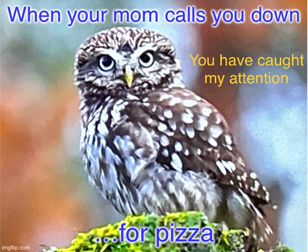 Pizza distracts many | When your mom calls you down; …for pizza | image tagged in you have caught my attention owl,pizza,owl,distraction | made w/ Imgflip meme maker