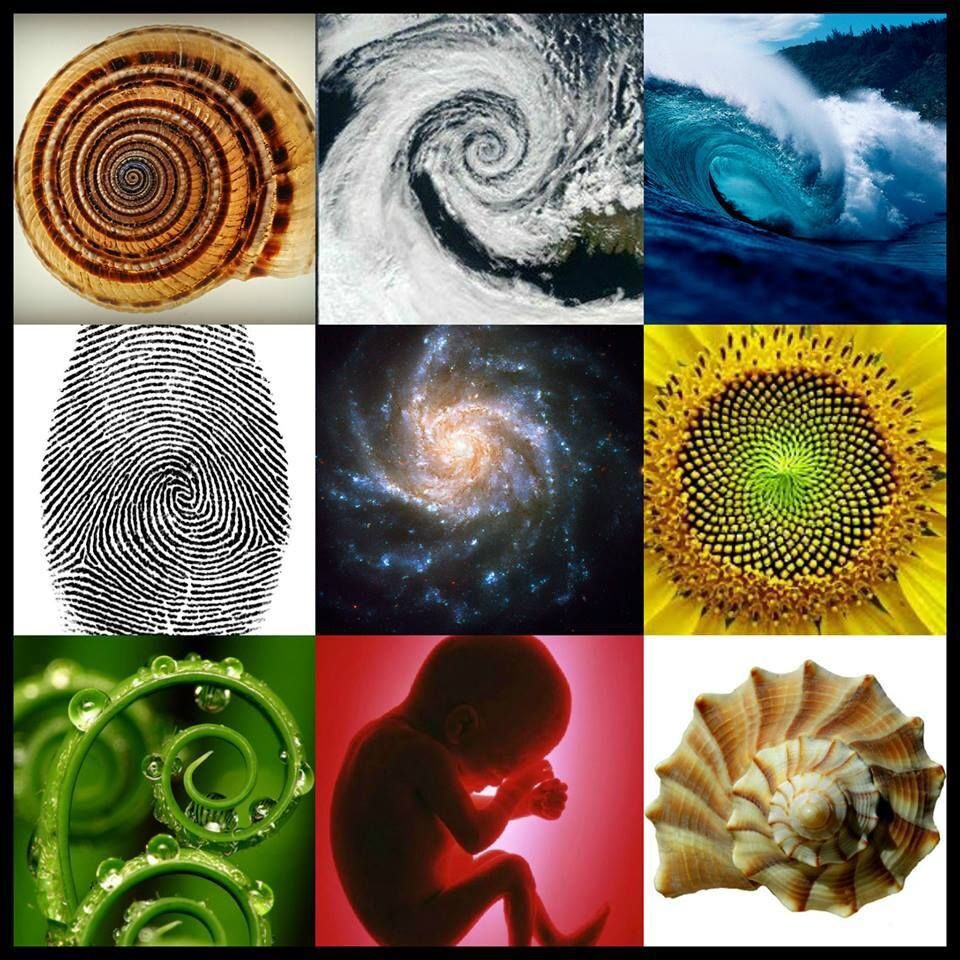 Spirals in Nature Blank Meme Template