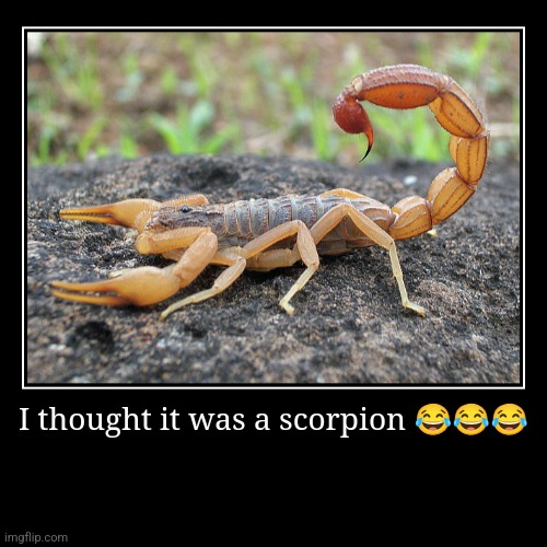 I thought it was a scorpion ??? | | image tagged in funny,demotivationals | made w/ Imgflip demotivational maker