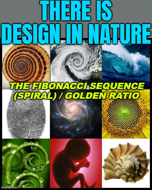 The Fibonacci Sequence | THERE IS DESIGN IN NATURE; THE FIBONACCI SEQUENCE
(SPIRAL) / GOLDEN RATIO | image tagged in spirals in nature,nature,beautiful nature,mother nature,god religion universe,astrology | made w/ Imgflip meme maker