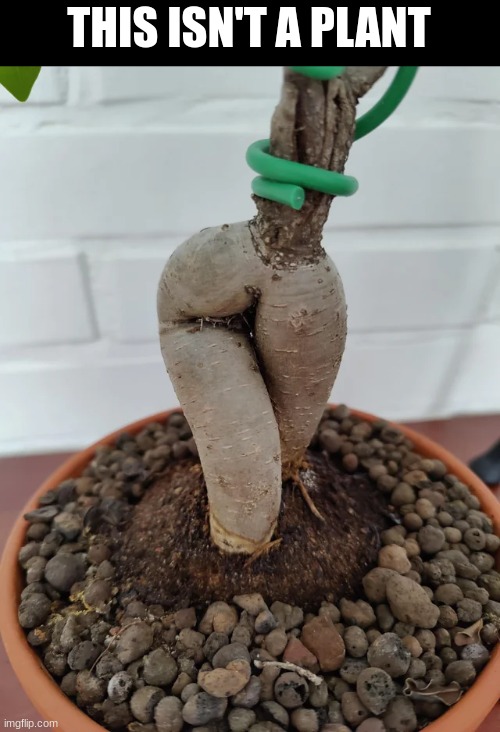 THIS ISN'T A PLANT | made w/ Imgflip meme maker
