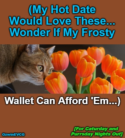 For . . . Out | (My Hot Date 

Would Love These... 

Wonder If My Frosty; Wallet Can Afford 'Em...); [For Caturday and 

Purrsday Nights Out]; OzwinEVCG | image tagged in funny,cats,memes,purrsday,caturday,hot dates for four-leggers | made w/ Imgflip meme maker