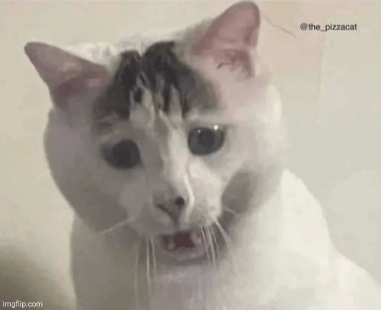 My new template | image tagged in disgusted cat | made w/ Imgflip meme maker