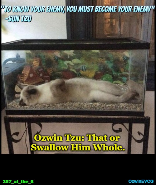 [@357_at_the_6 / EVCG] | Ozwin Tzu: That or 

Swallow Him Whole. OzwinEVCG; 357_at_the_6 | image tagged in cats,fish,animals,sun tzu,the art of war,life with pets | made w/ Imgflip meme maker