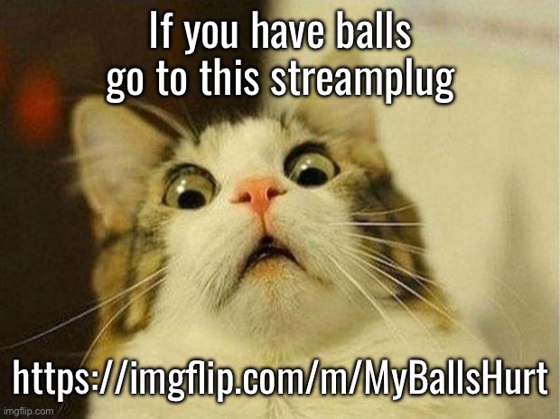 Scared Cat | If you have balls go to this streamplug; https://imgflip.com/m/MyBallsHurt | image tagged in memes,scared cat | made w/ Imgflip meme maker