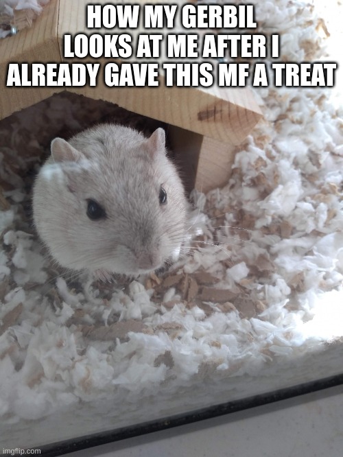 Vanilla the gerbil (rip) | HOW MY GERBIL LOOKS AT ME AFTER I ALREADY GAVE THIS MF A TREAT | image tagged in vanilla the gerbil rip | made w/ Imgflip meme maker