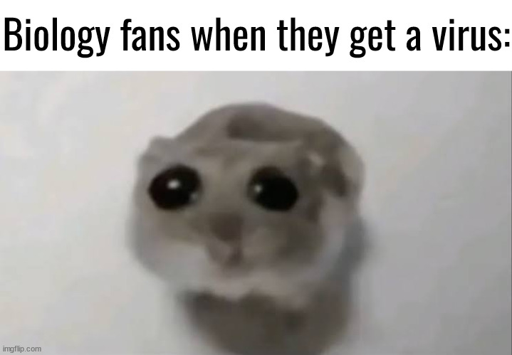 Sad Hamster | Biology fans when they get a virus: | image tagged in sad hamster | made w/ Imgflip meme maker