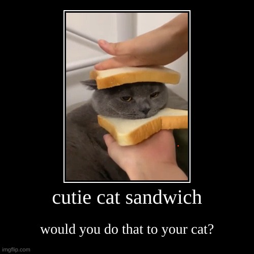 cat sandwich cute or no? | cutie cat sandwich | would you do that to your cat? | image tagged in funny,demotivationals | made w/ Imgflip demotivational maker