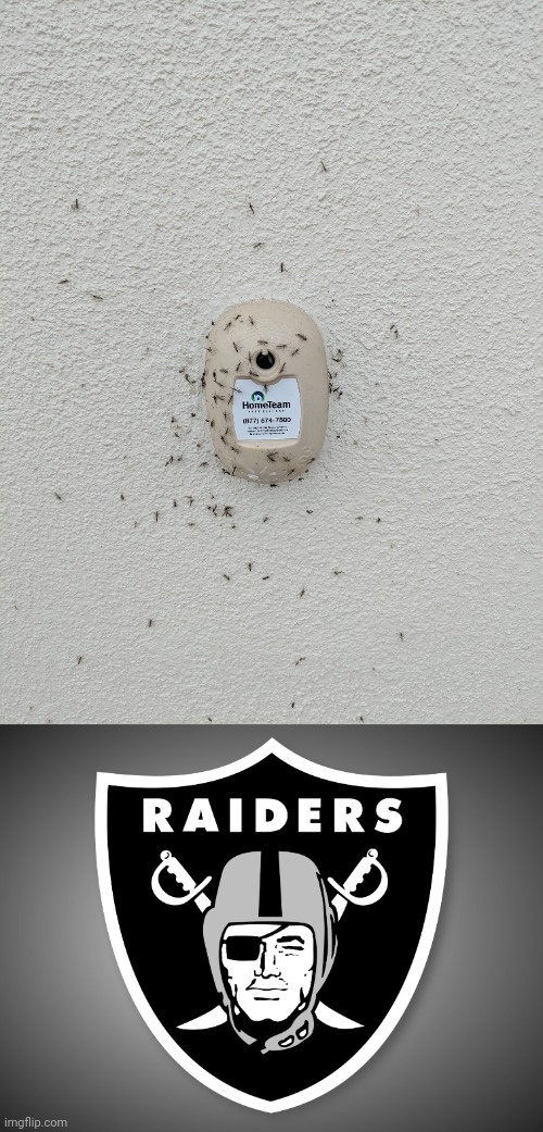 GET OUT BUGS | image tagged in oakland raiders logo,you had one job,bugs,bug,memes,insects | made w/ Imgflip meme maker