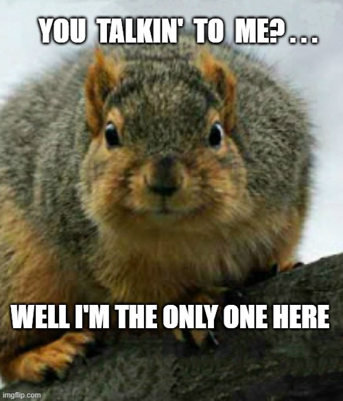 Bickle Squirrel | YOU  TALKIN'  TO  ME? . . . WELL I'M THE ONLY ONE HERE | image tagged in squirrel,taxi driver,bickle,talking to me,robert deniro | made w/ Imgflip meme maker