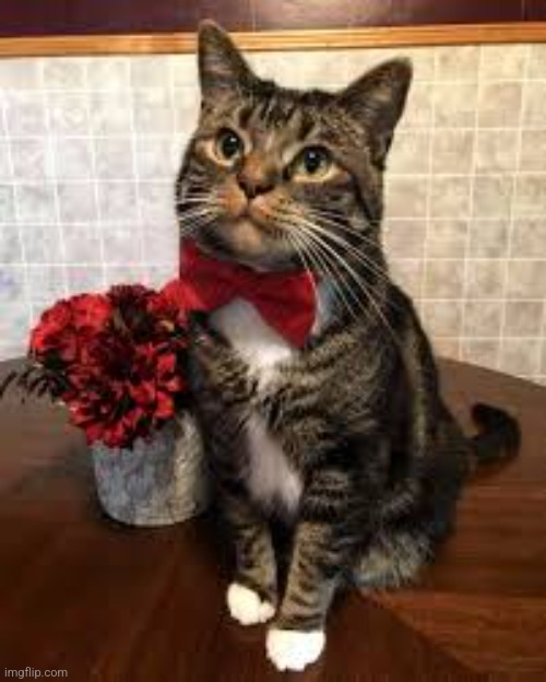 Cat handsome | image tagged in cat handsome | made w/ Imgflip meme maker