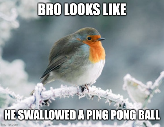 BRO LOOKS LIKE; HE SWALLOWED A PING PONG BALL | image tagged in meme,robin,swallow,ping pong,ball,winter | made w/ Imgflip meme maker