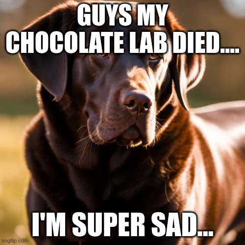 :( | GUYS MY CHOCOLATE LAB DIED.... I'M SUPER SAD... | image tagged in ded,dog | made w/ Imgflip meme maker