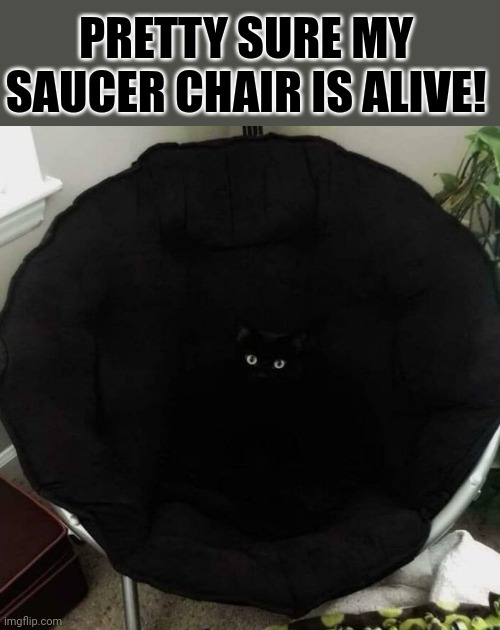 IT HAS EYES! | PRETTY SURE MY SAUCER CHAIR IS ALIVE! | image tagged in cats,funny cats | made w/ Imgflip meme maker