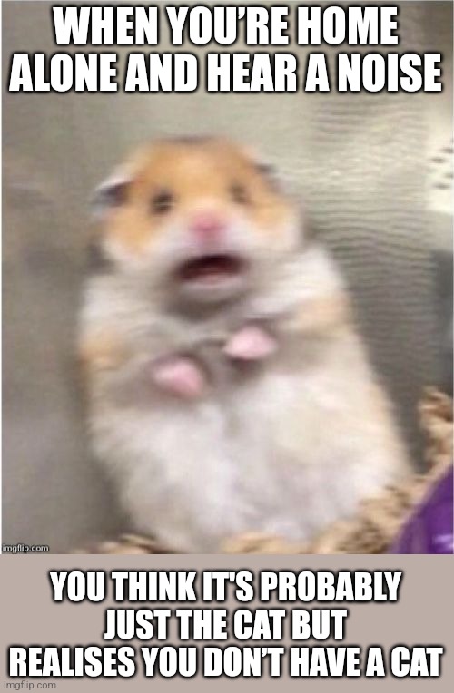 Hearing a Noise When Home Alone | WHEN YOU’RE HOME ALONE AND HEAR A NOISE; YOU THINK IT'S PROBABLY JUST THE CAT BUT REALISES YOU DON’T HAVE A CAT | image tagged in scared hamster | made w/ Imgflip meme maker