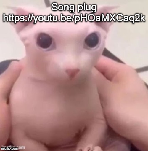 bingus | Song plug https://youtu.be/pHOaMXCaq2k | image tagged in bingus | made w/ Imgflip meme maker