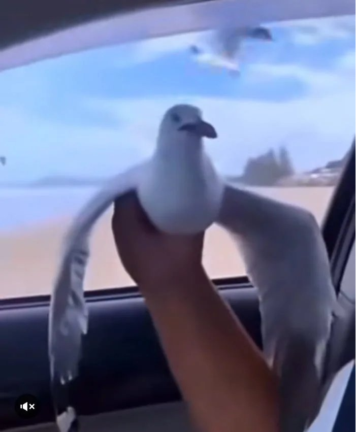 Hostile Seagull Blank Meme Template