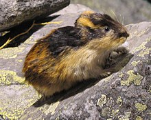 lemming Blank Meme Template