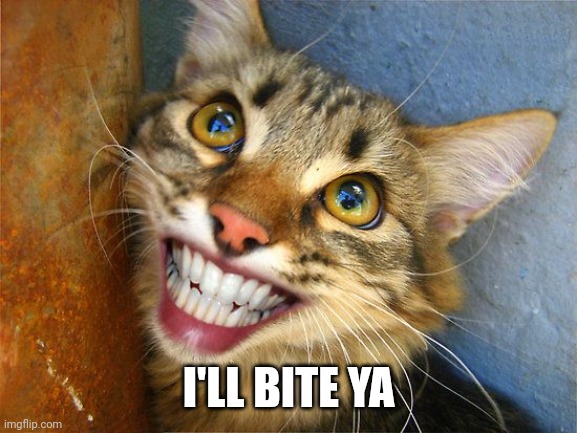 Smiling Cat Teeth | I'LL BITE YA | image tagged in smiling cat teeth | made w/ Imgflip meme maker