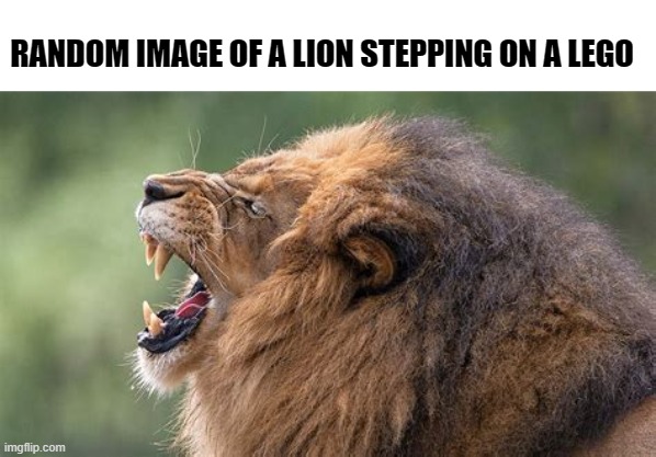 ow... | RANDOM IMAGE OF A LION STEPPING ON A LEGO | image tagged in lego,random image | made w/ Imgflip meme maker