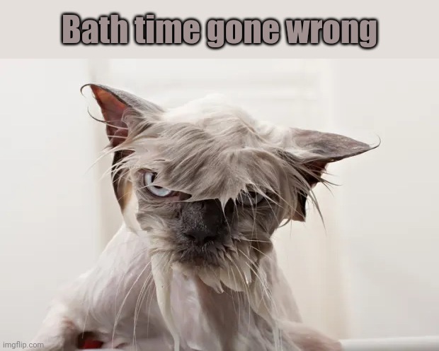 Looks like someone will have to sleep with one eye open tonight | Bath time gone wrong | image tagged in cats,memes,animals | made w/ Imgflip meme maker