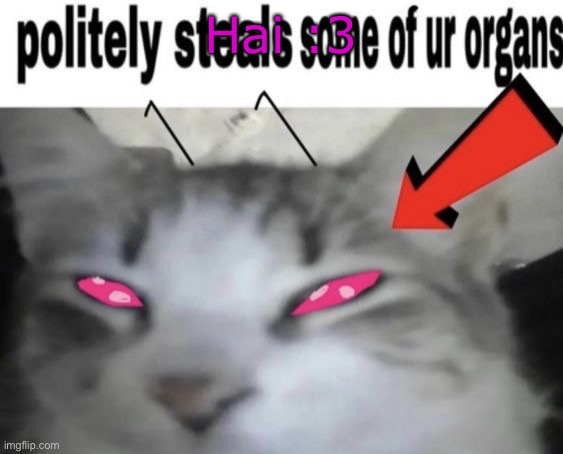 *politely steals some of ur organs* | Hai :3 | image tagged in politely steals some of ur organs | made w/ Imgflip meme maker