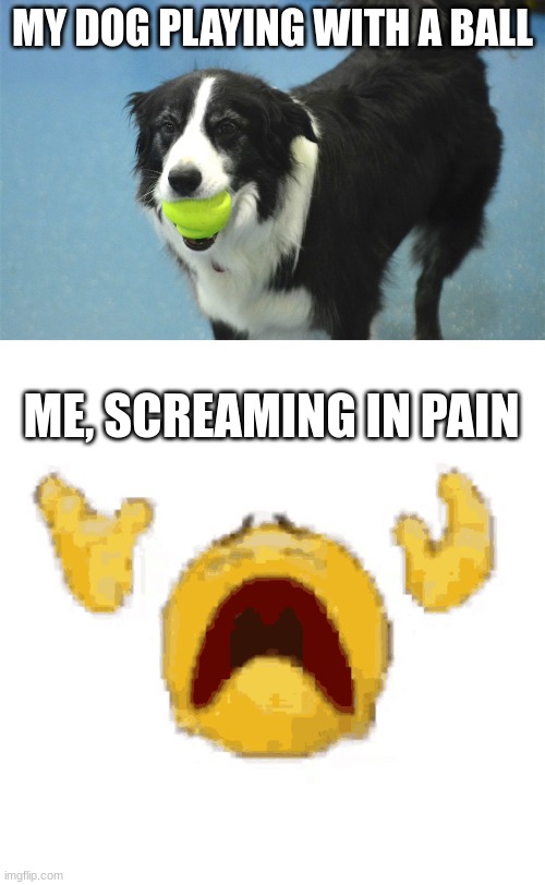 think | MY DOG PLAYING WITH A BALL; ME, SCREAMING IN PAIN | image tagged in fun,dog,deez nuts | made w/ Imgflip meme maker