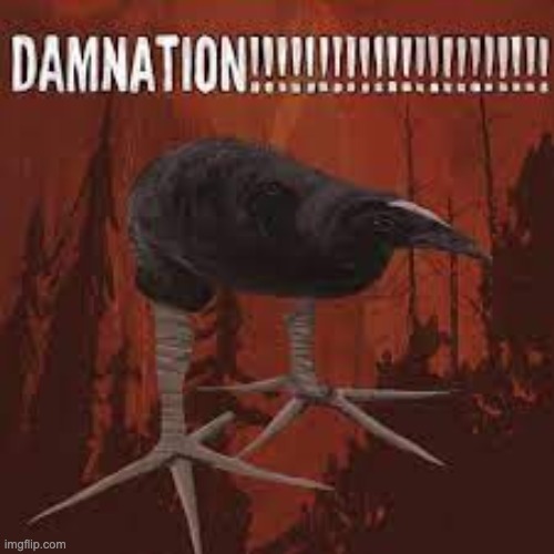 DAMNATION | image tagged in damn bird | made w/ Imgflip meme maker