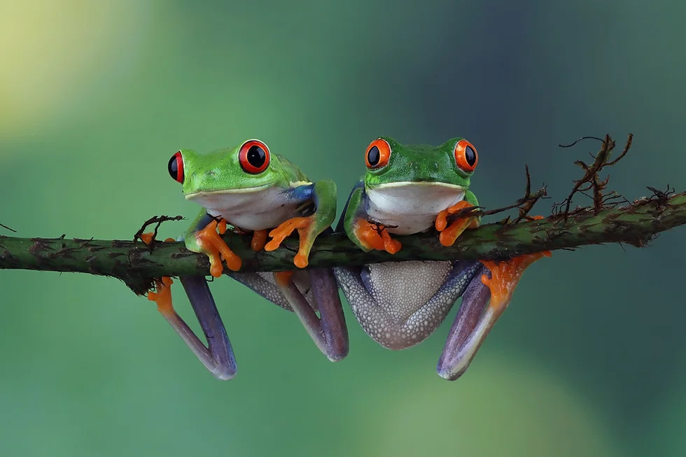 Motivational Frog Poster Blank Meme Template