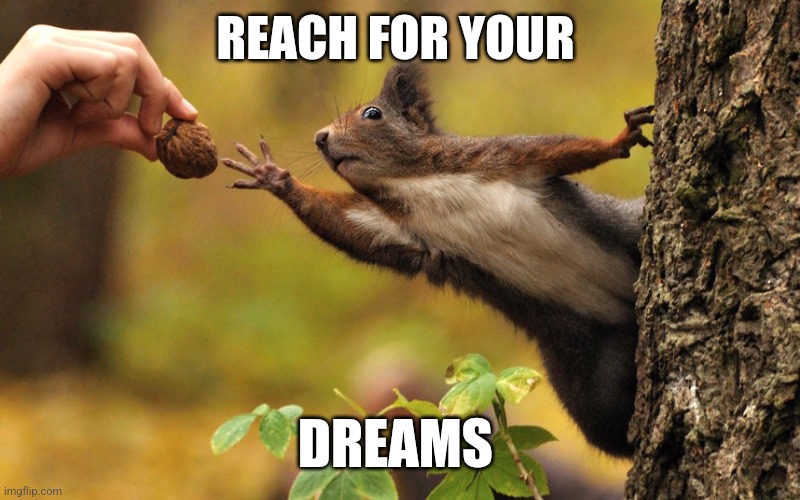 Reach for your dreams | REACH FOR YOUR; DREAMS | image tagged in squirrel reaching for nut,funny memes | made w/ Imgflip meme maker