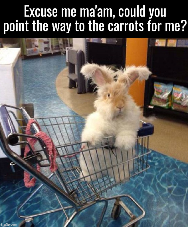 Well, just the veggies | Excuse me ma'am, could you point the way to the carrots for me? | image tagged in bunny | made w/ Imgflip meme maker