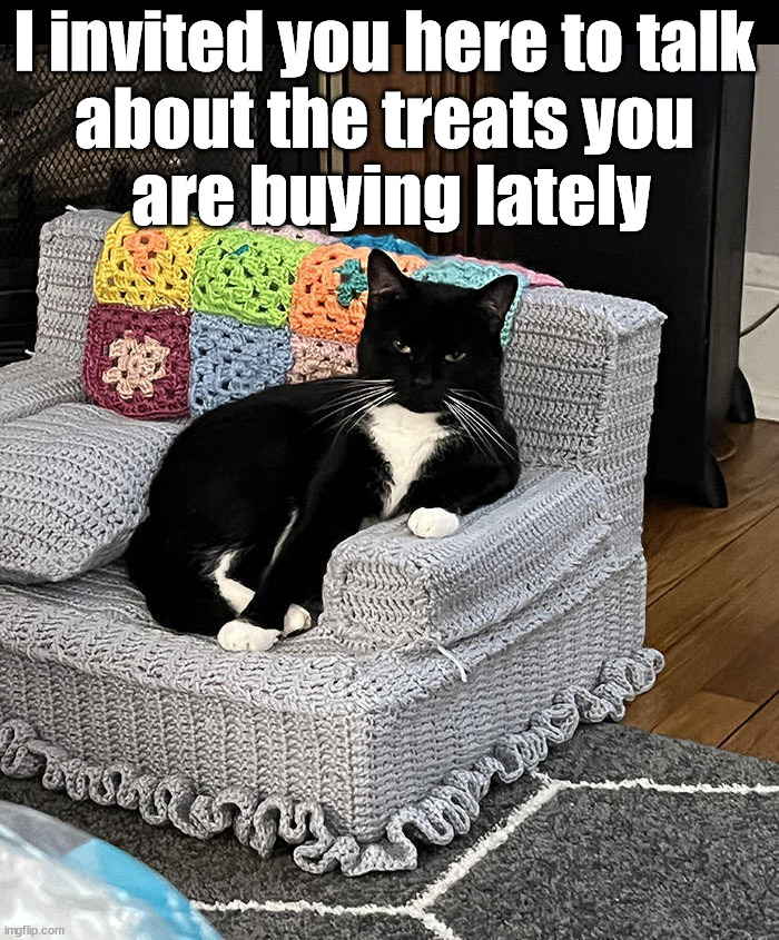 Intervention | I invited you here to talk 
about the treats you 
are buying lately | image tagged in cats | made w/ Imgflip meme maker