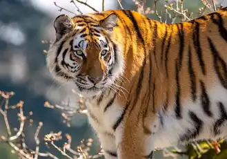 Tiger Blank Meme Template