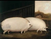 Oats pig brothers Blank Meme Template