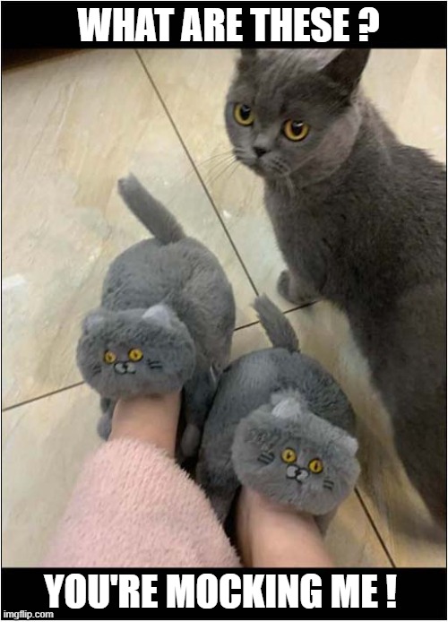 Cat Disapproves Of Slippers | WHAT ARE THESE ? YOU'RE MOCKING ME ! | image tagged in cats,slippers,mocking | made w/ Imgflip meme maker