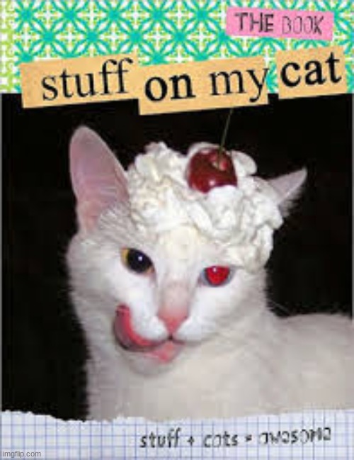 stuff on my cat | image tagged in funny | made w/ Imgflip meme maker