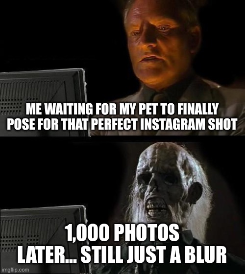 I'll Just Wait Here | ME WAITING FOR MY PET TO FINALLY POSE FOR THAT PERFECT INSTAGRAM SHOT; 1,000 PHOTOS LATER... STILL JUST A BLUR | image tagged in memes,i'll just wait here | made w/ Imgflip meme maker